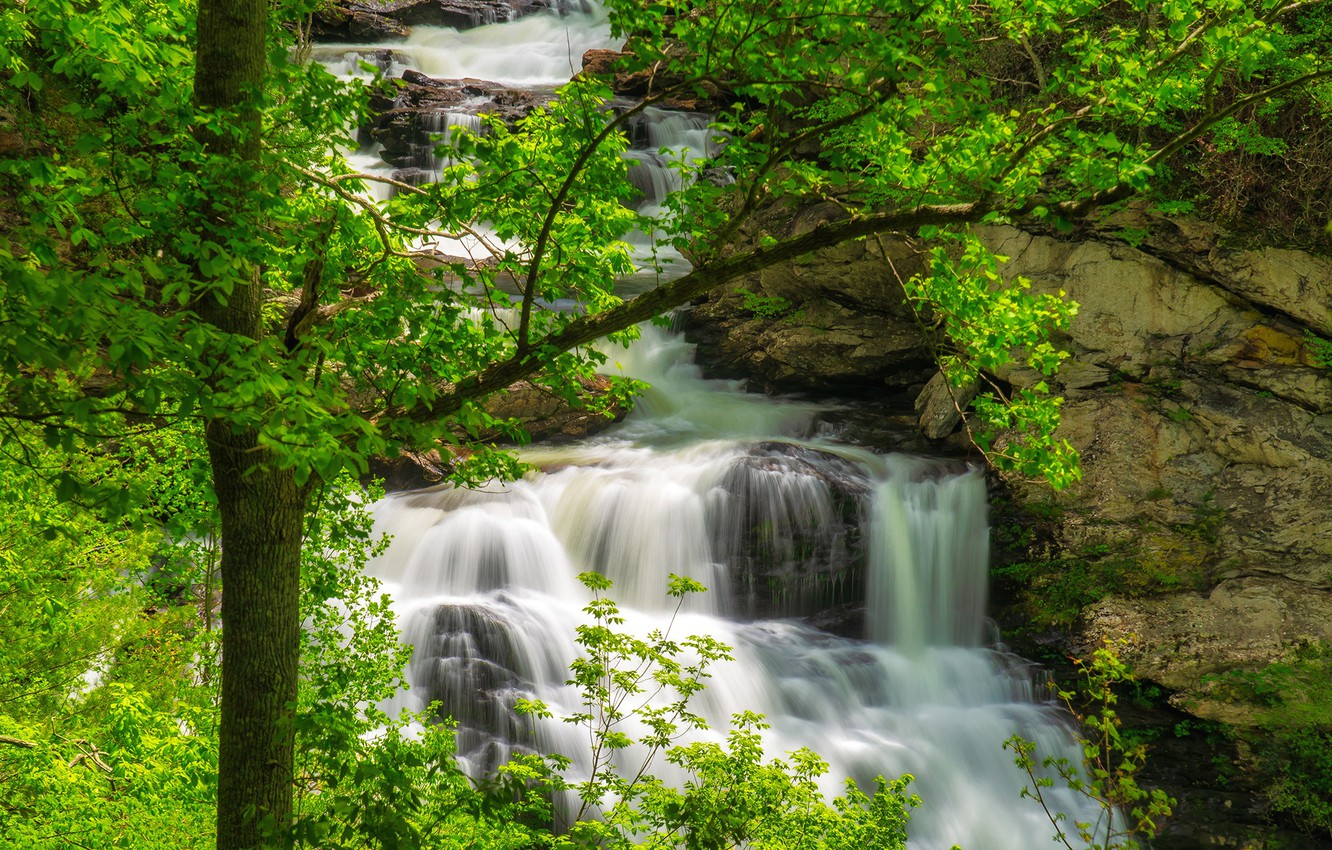 Photo Wallpaper Greens, Trees, Branches, Stream, Stones, - Great Smoky Mountain National Park - HD Wallpaper 