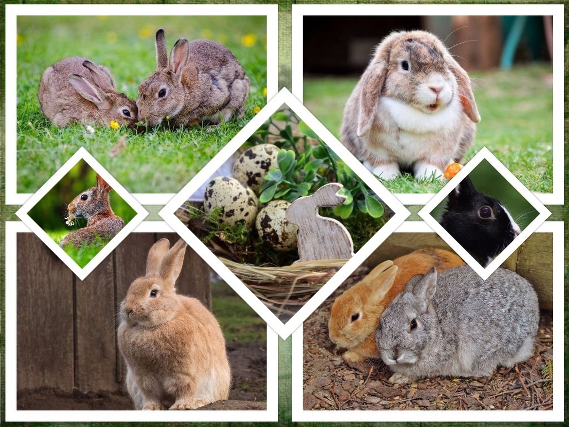 Un Collage De Conejos - HD Wallpaper 