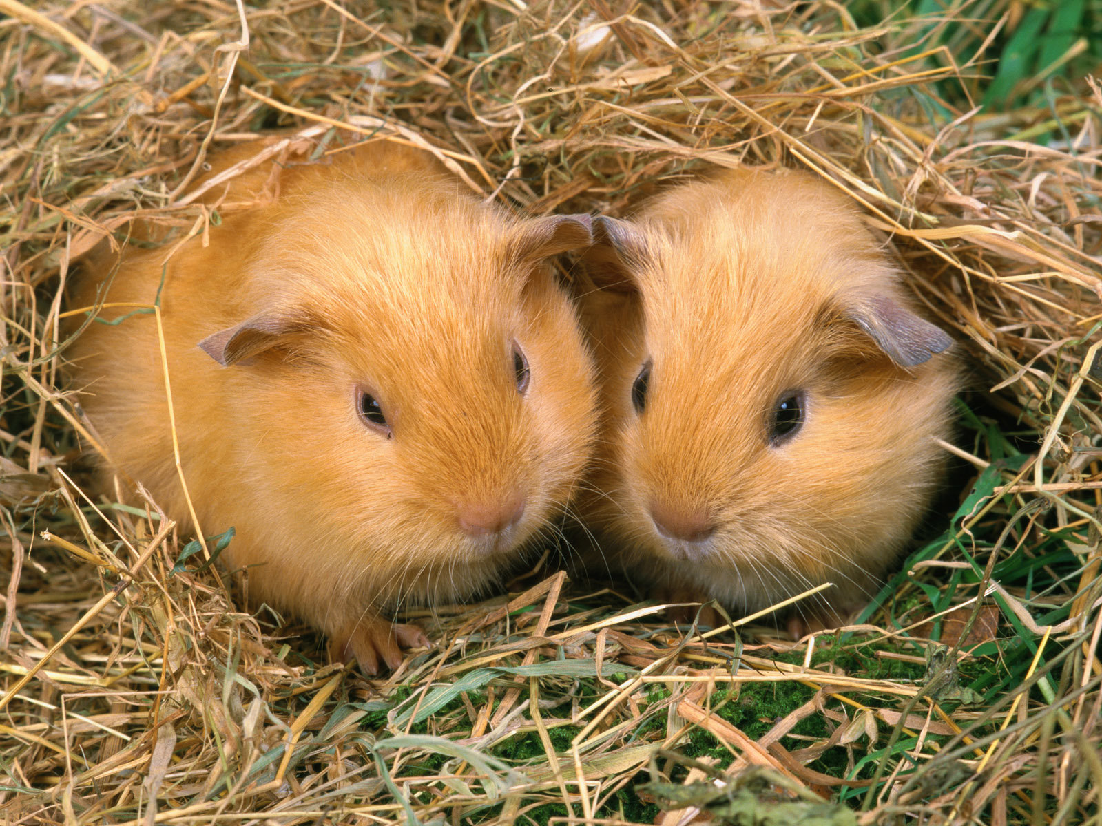 Free Guinea Pig High Quality Background Id - Guinea Pig Bacon - HD Wallpaper 