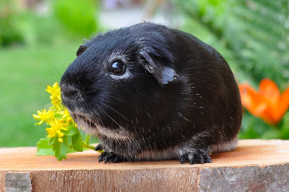 Cute Guinea Pig Black - HD Wallpaper 