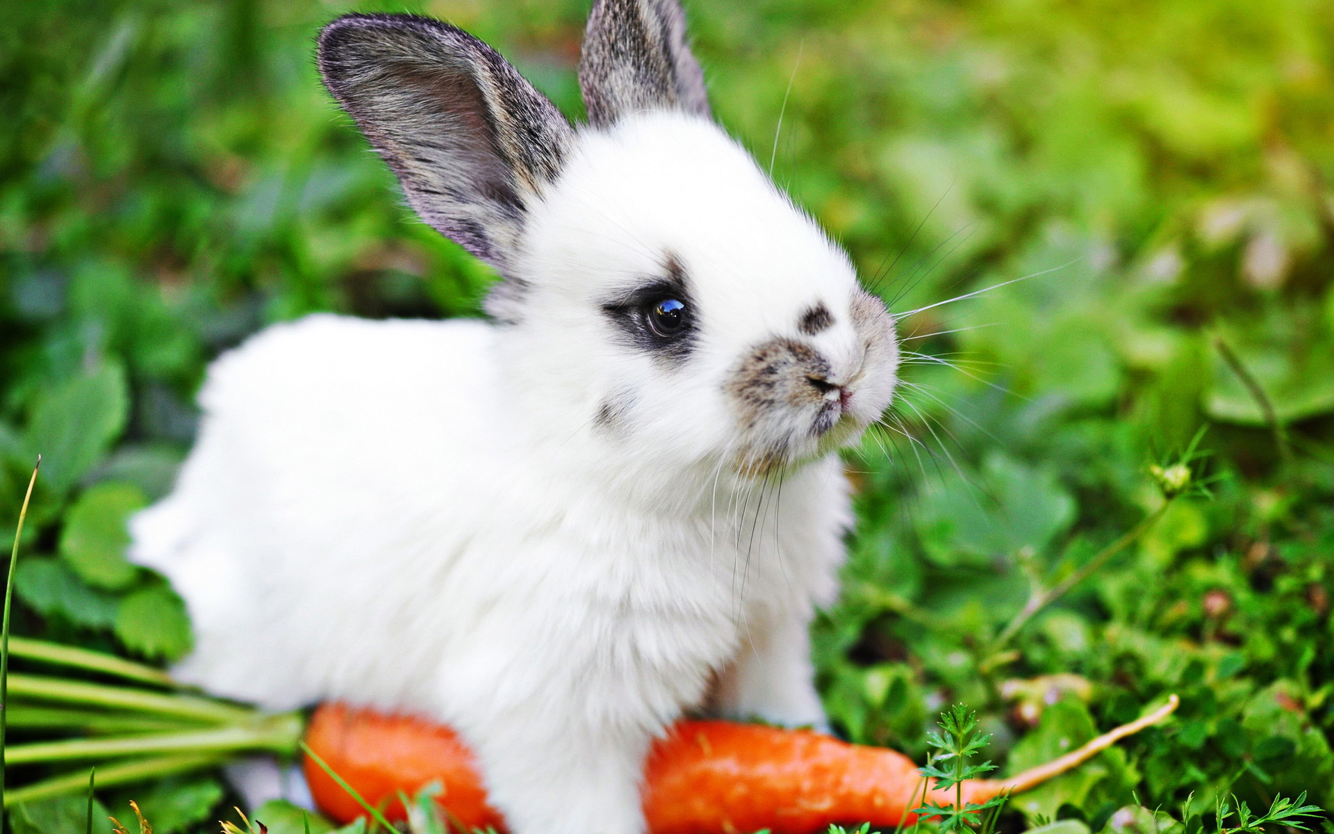 Conejo Con Zanahoria, Bokeh, Animales Lindos, Conejito, - Rabbit Eating Carrot - HD Wallpaper 