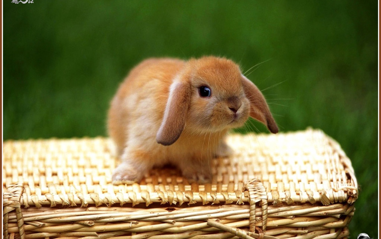 Conejo 2 Wallpapers - Cute Bunny Baby - HD Wallpaper 