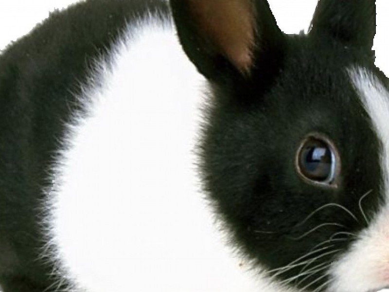 Black And White Rabbit Wallpaper - Rabbit And Turkey - HD Wallpaper 