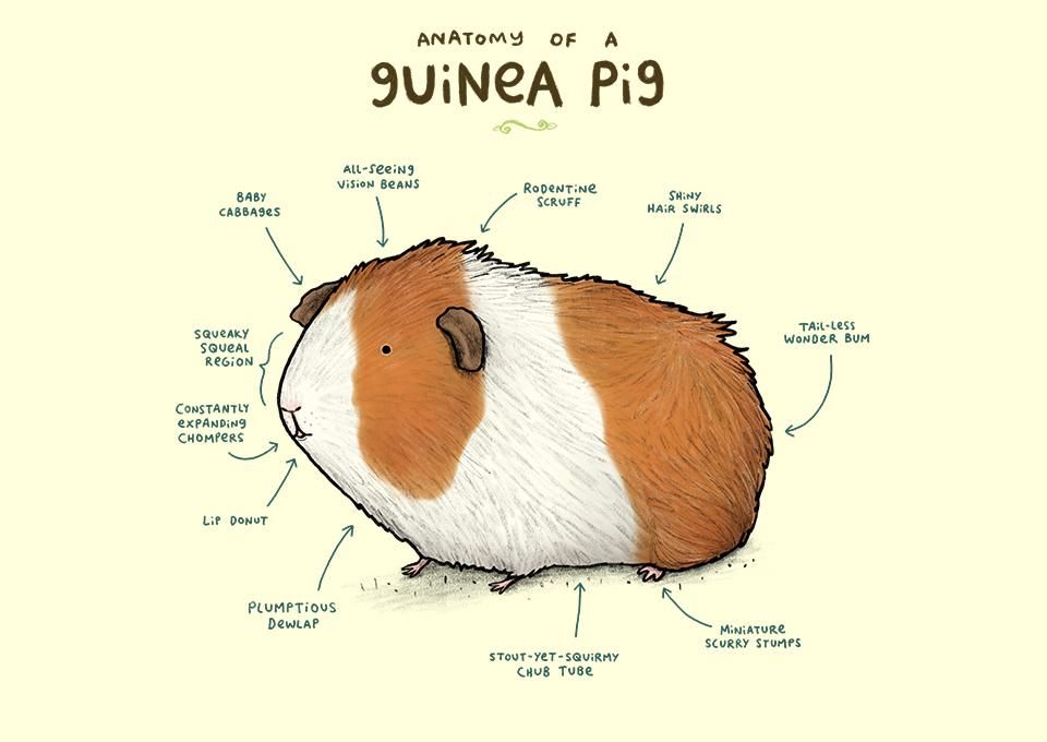 Anatomy Of A Guinea Pig - HD Wallpaper 