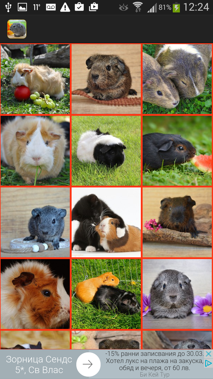 Guinea Pig - HD Wallpaper 