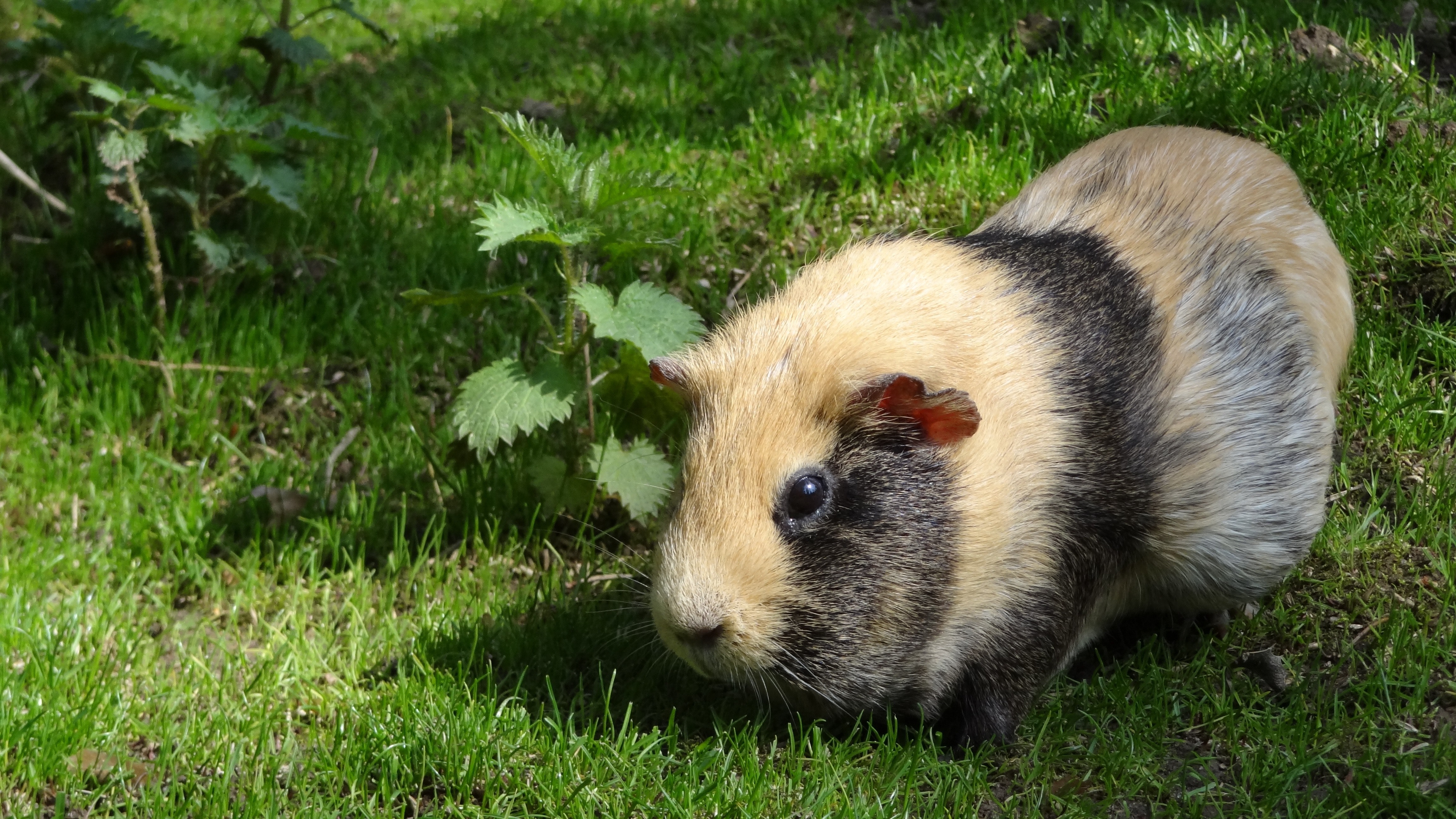 Can Guinea Pigs Eat Bean Sprouts - HD Wallpaper 