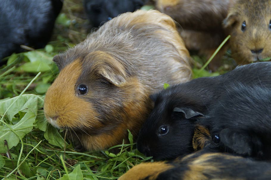 Guinea Pig, Cute, Rodent, Pet, Small Animal, Close, - Guinea Pig - HD Wallpaper 
