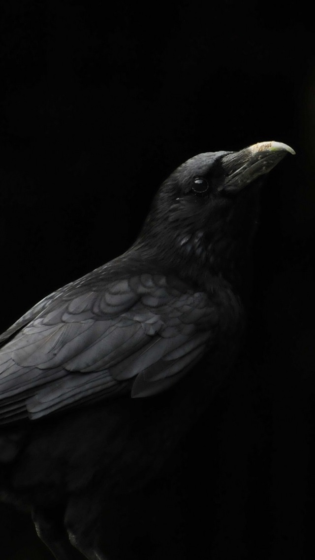 Iphone Papéis De Parede Pássaro Preto, Corvo, Fundo - Raven Iphone Background - HD Wallpaper 