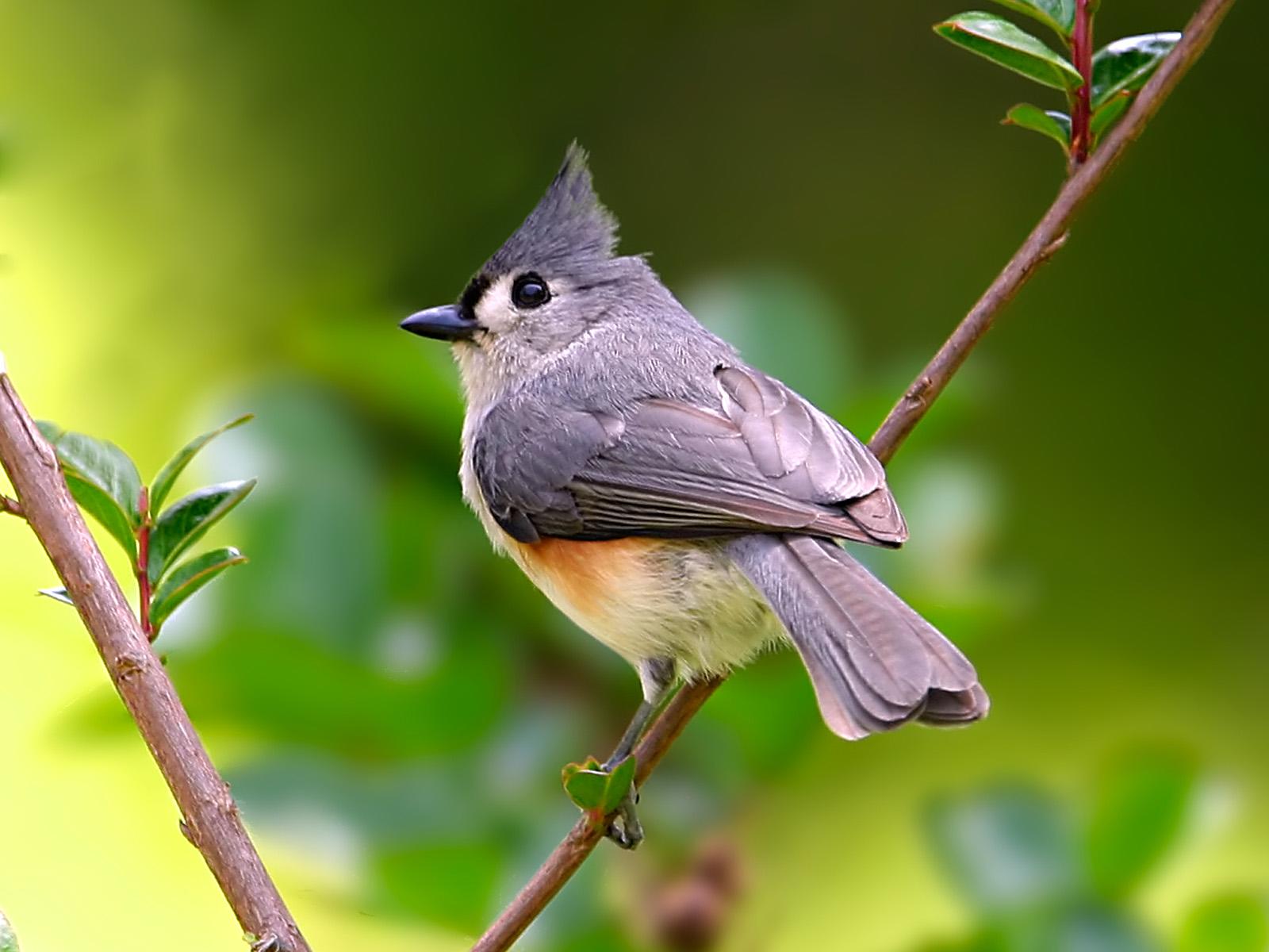 Tufted Titmouse Birds Wallpaper - Wild Animals Images Hd Birds - HD Wallpaper 