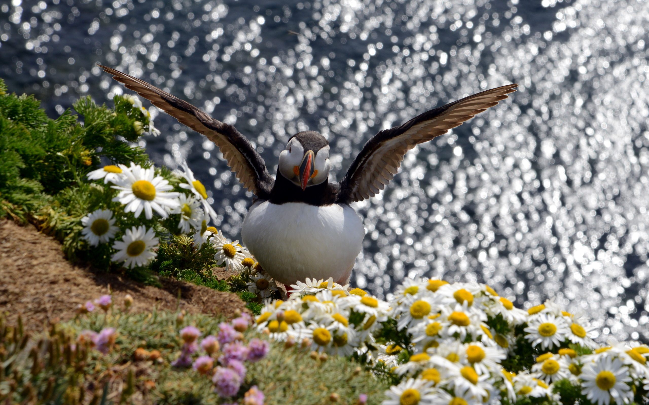 Atlantic Puffin - HD Wallpaper 