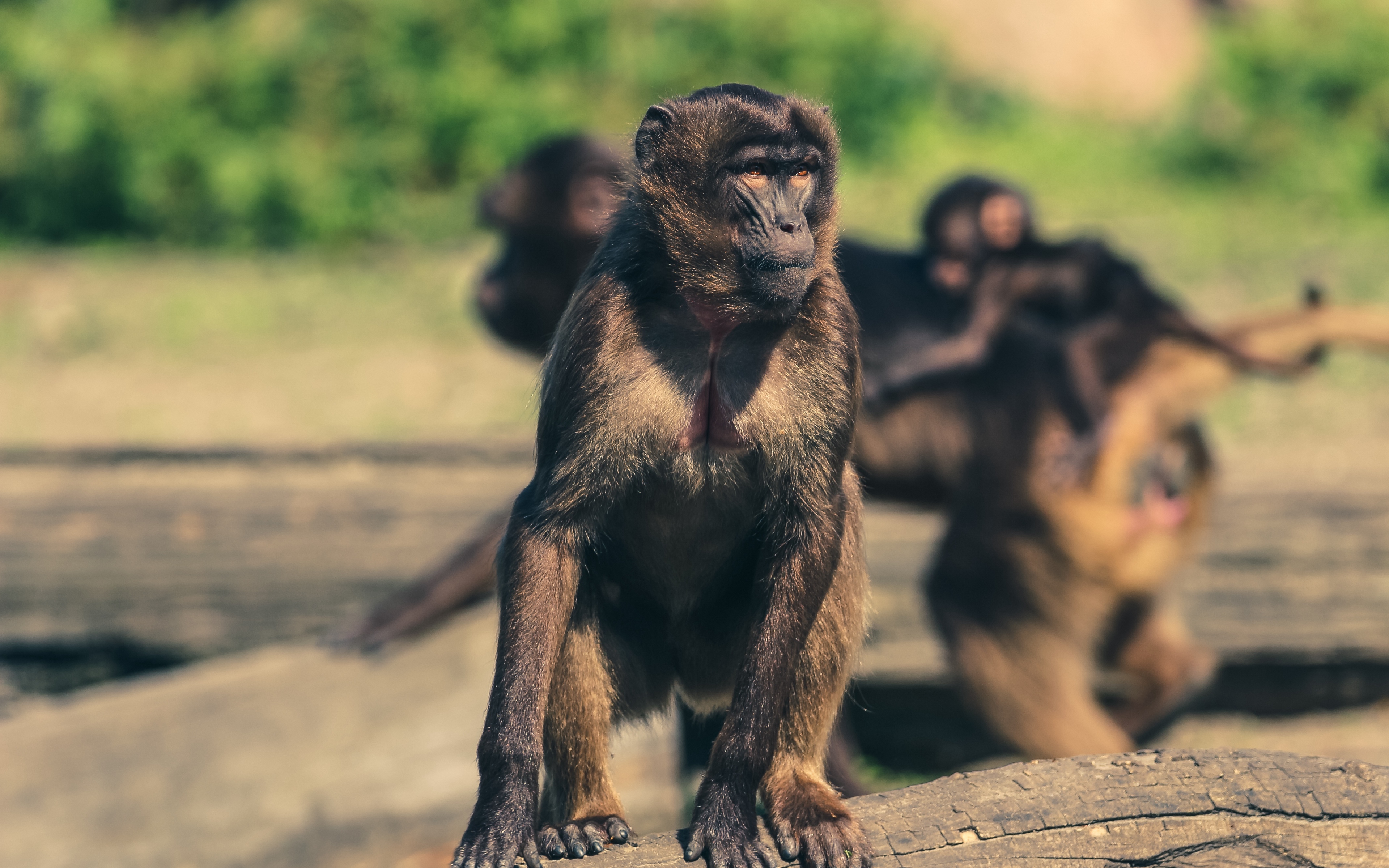 Wallpaper Monkey, Marmoset, Zoo - Monkeys Escape But Loured Back By Peanuts - HD Wallpaper 