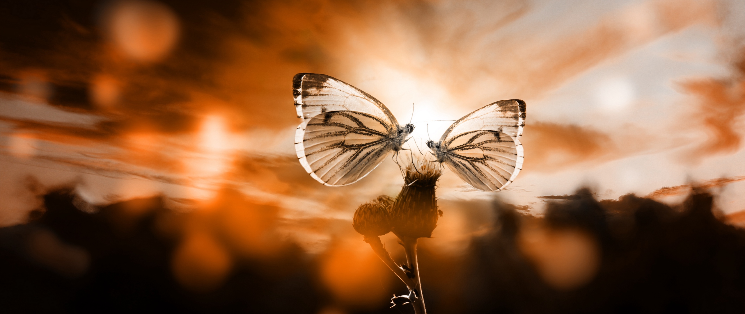 Wallpaper Butterflies, Sky, Plant, Twilight, Backlight, - HD Wallpaper 