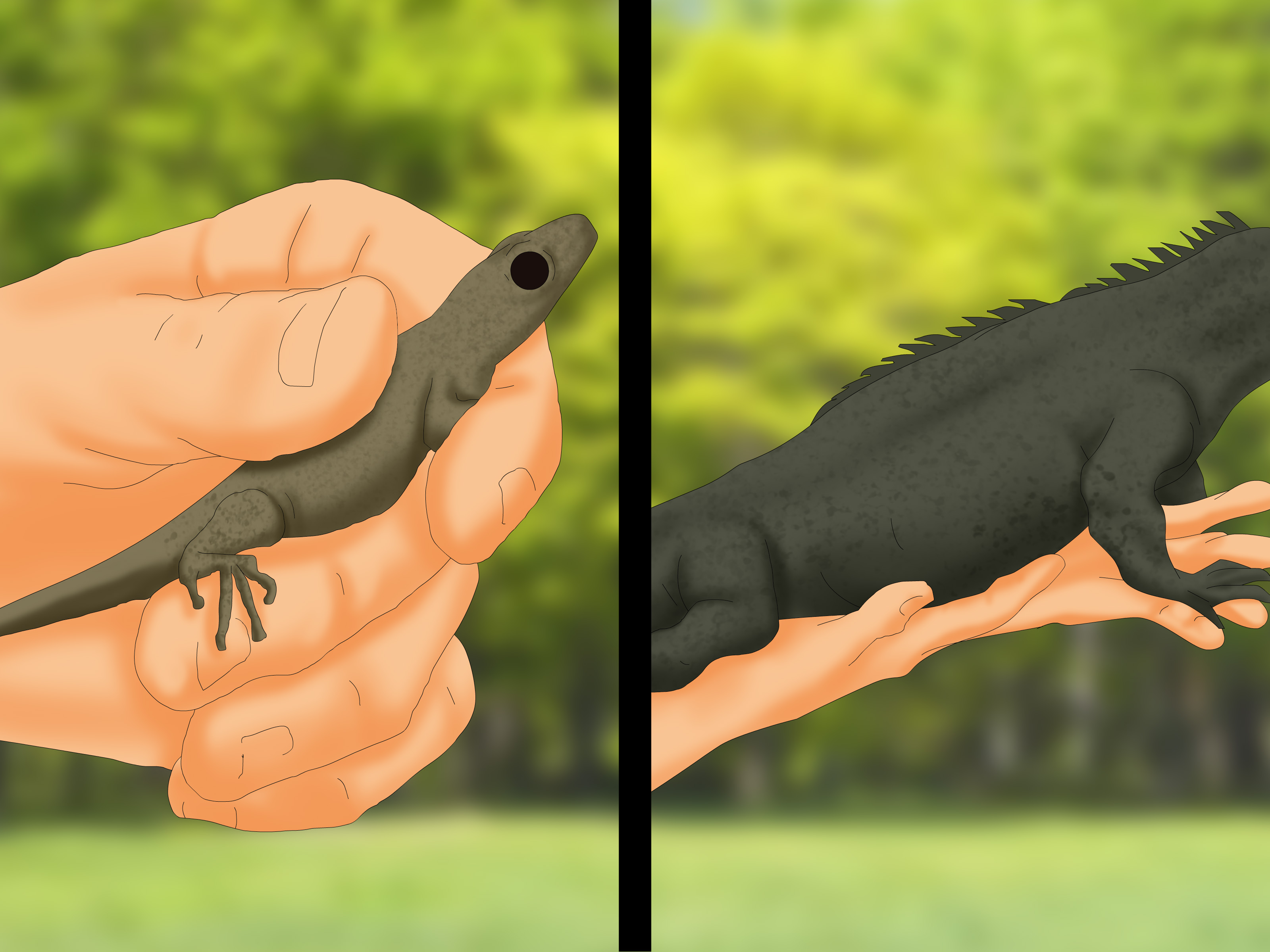 Image Titled Catch A Lizard Without Using A Trap Step - Como Atrapar Una Lagartija - HD Wallpaper 