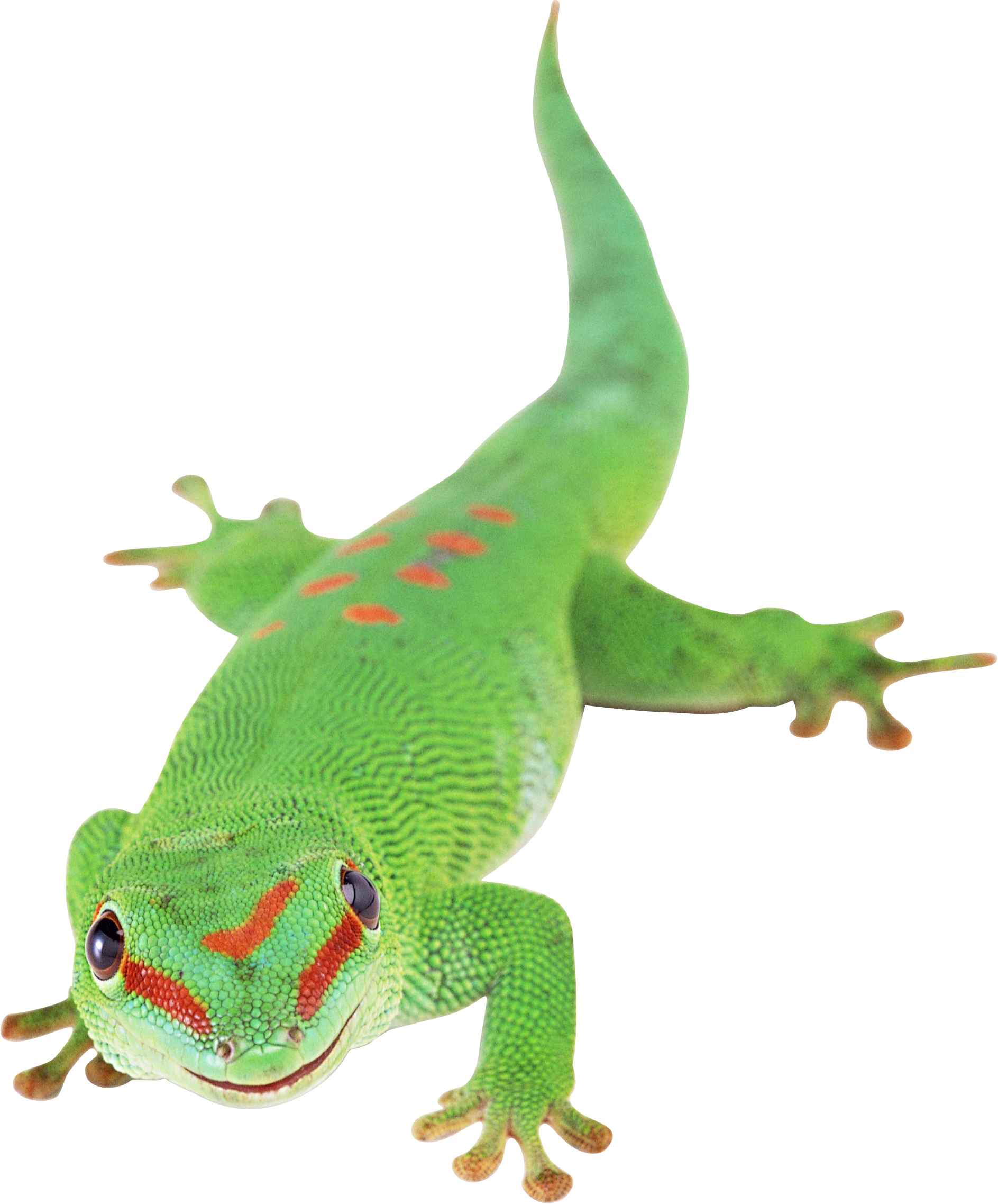 Lizard Png Images Download - Transparent Background Lizard Png - HD Wallpaper 