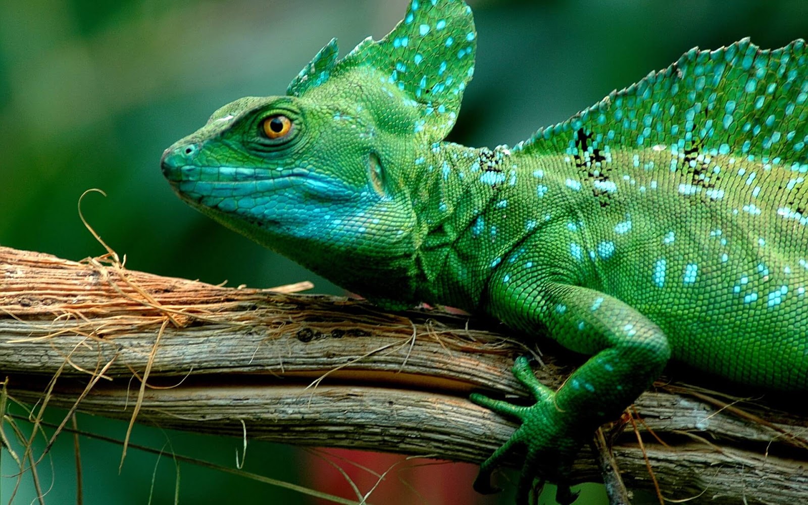 Lizard Wallpaper - Camaleão Imagens - HD Wallpaper 