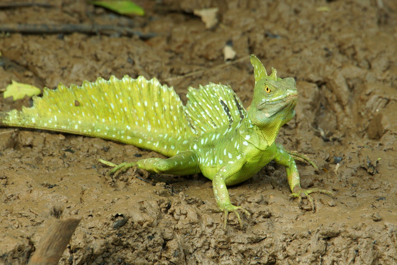 Types Of Green Lizards - HD Wallpaper 