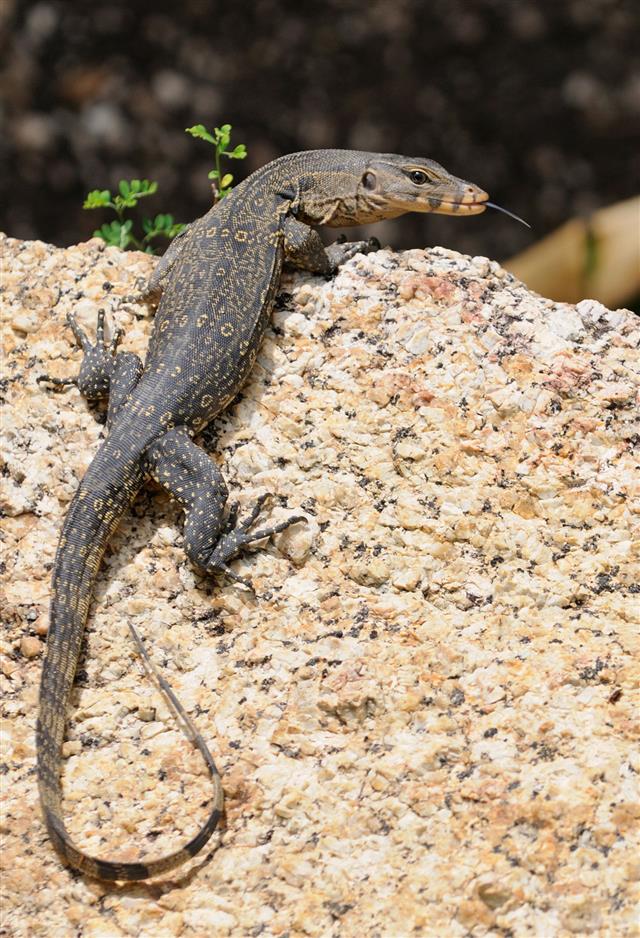 Alligator Lizard - HD Wallpaper 