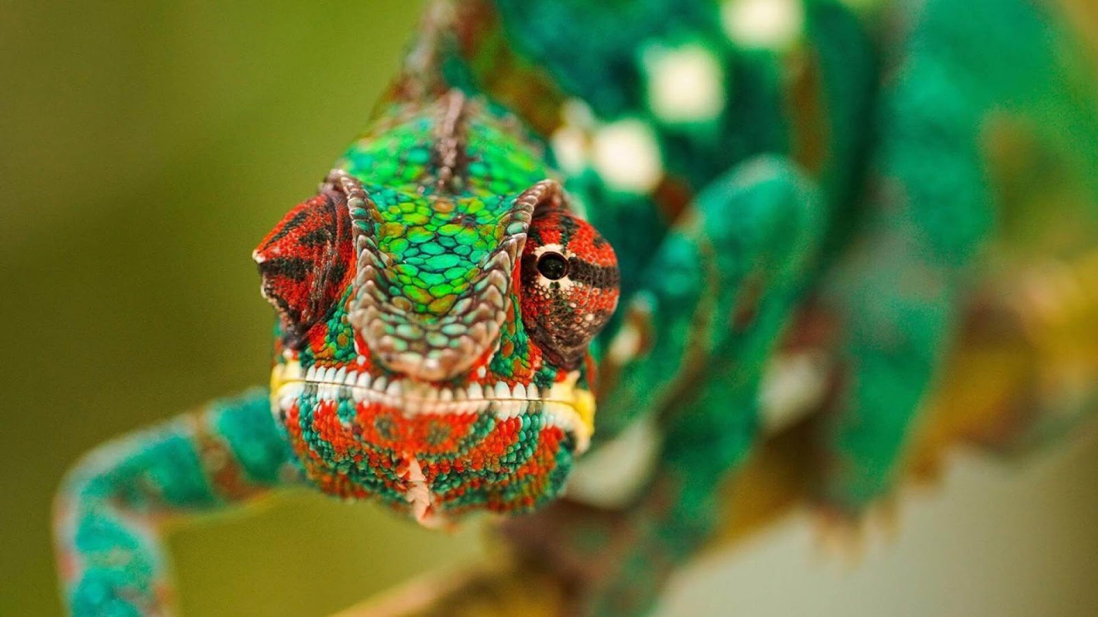 Komodo Wallpaper - Chameleon Phone Background - HD Wallpaper 