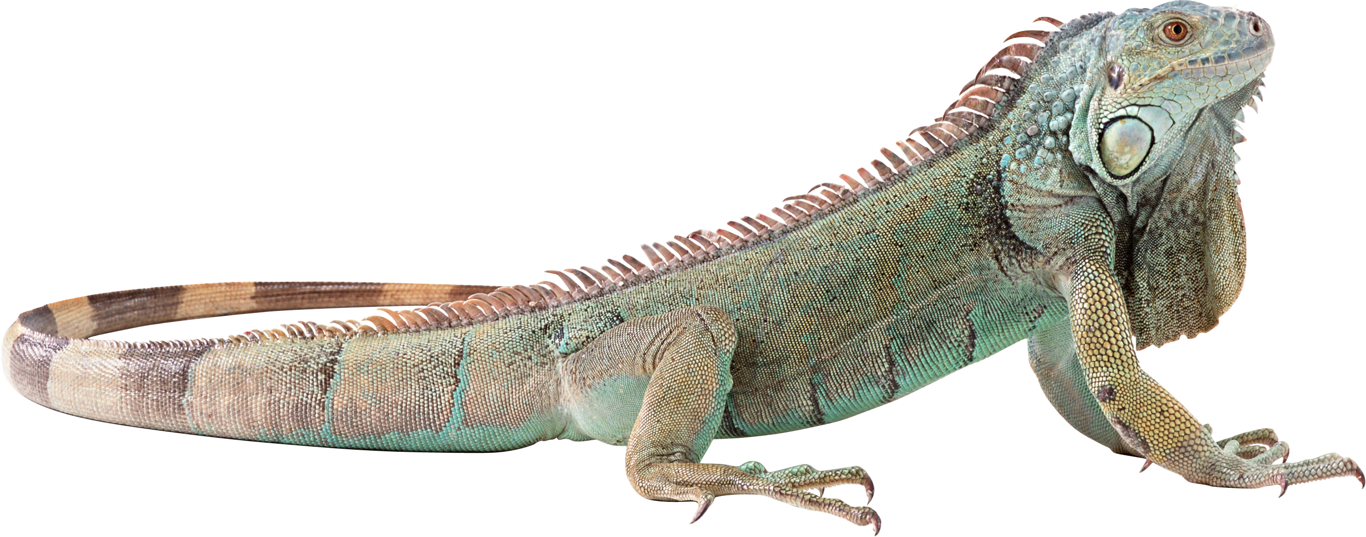 Lizard Png - Transparent Background Iguana Png - HD Wallpaper 