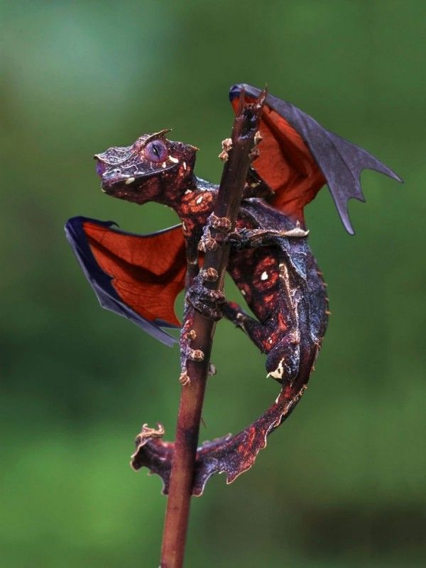 Satanic Leaf Tailed Gecko - HD Wallpaper 