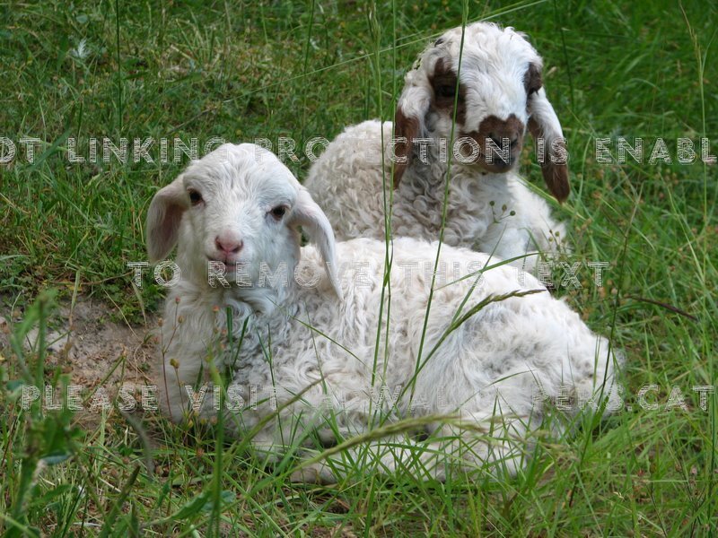 Beautiful Wallpaper Rio - عکس گاو و گوسفند - HD Wallpaper 