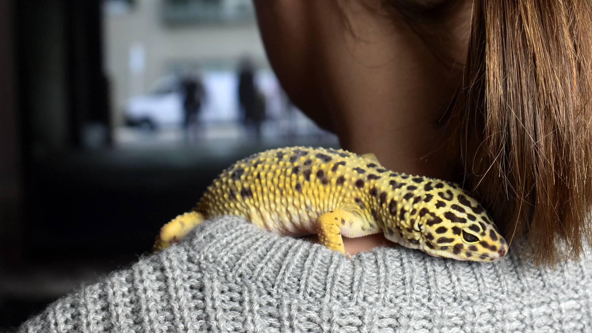 Image Titled Have Fun With Your Leopard Gecko Step - Gecko - HD Wallpaper 