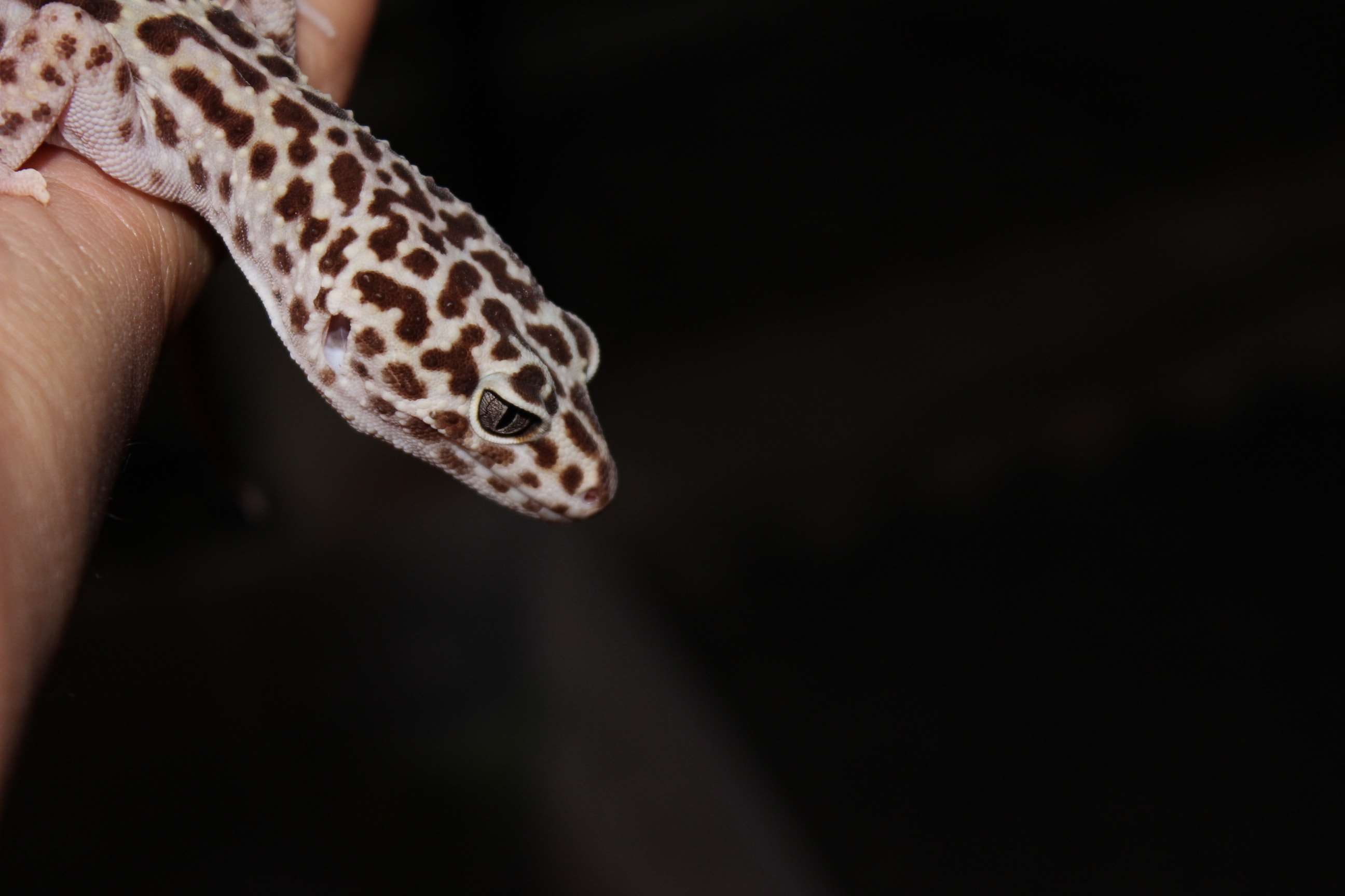 Leopard Gecko Wallpaper - HD Wallpaper 