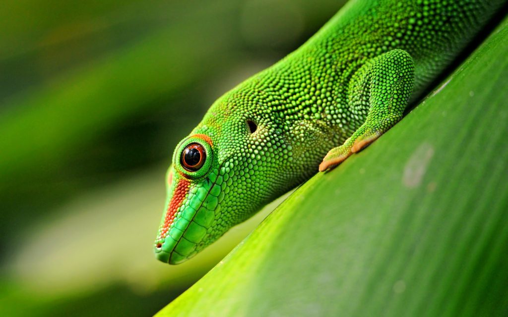 Gecko Wallpaper 4k - HD Wallpaper 