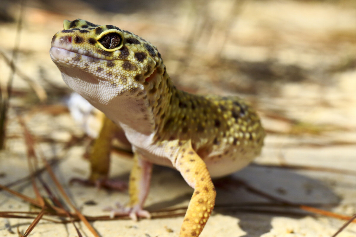Leopard Geckos In Their Natural Habitat - HD Wallpaper 