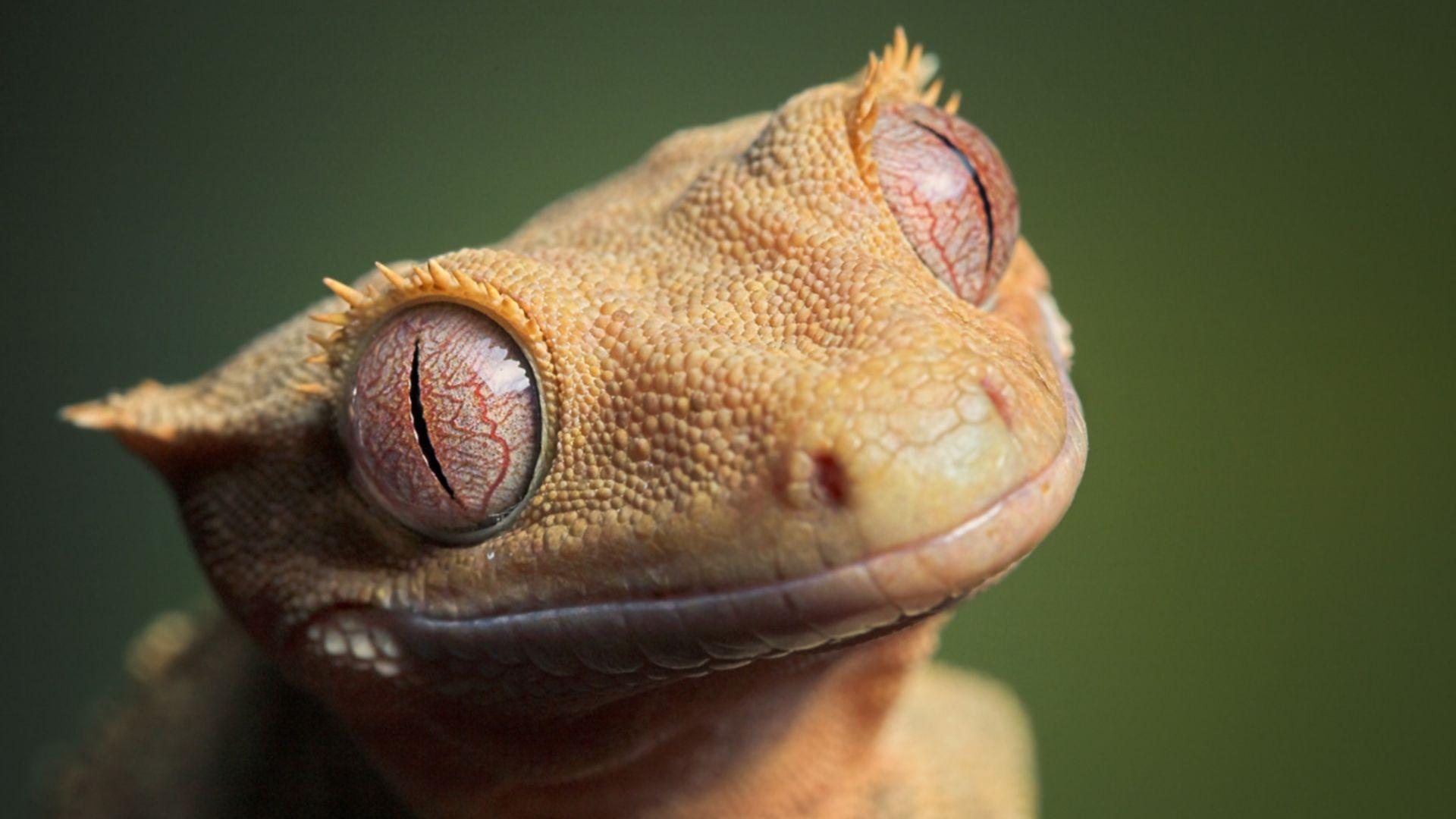 Crested Gecko - HD Wallpaper 