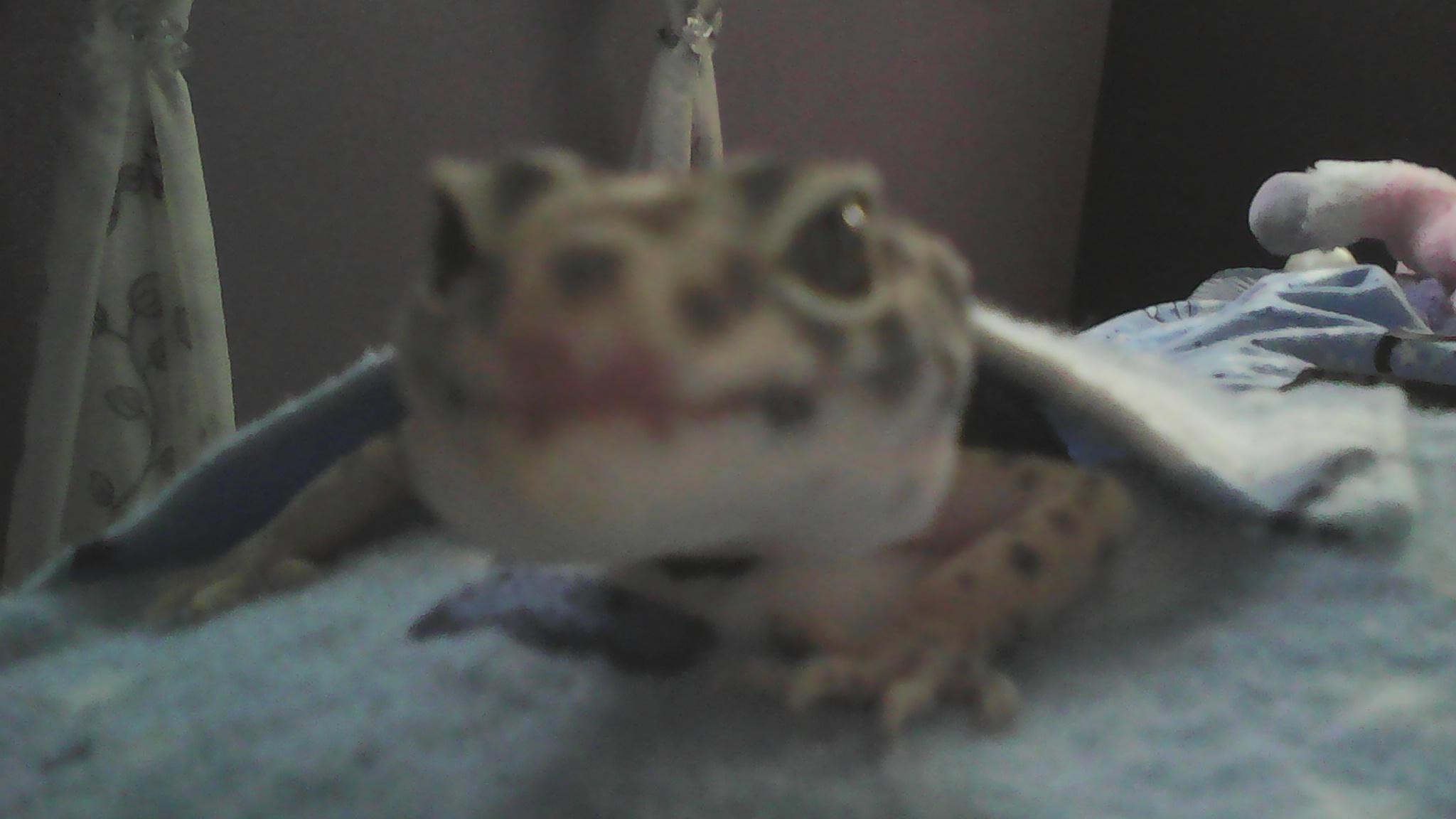 True Frog - HD Wallpaper 