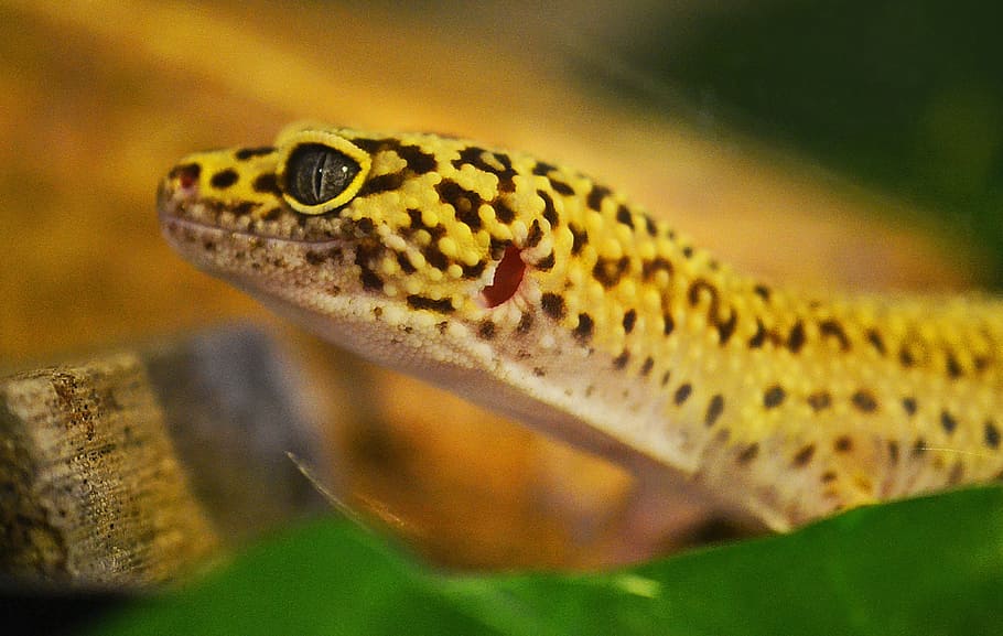 Brown And Black Lizard, Leopard Gecko, Reptile, Wildlife, - Orange And Brown Leopard Gecko - HD Wallpaper 