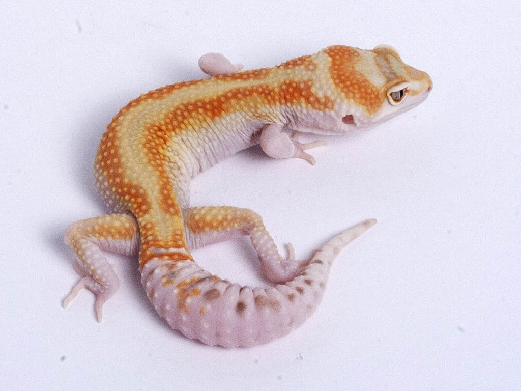 Turkish Gecko - HD Wallpaper 