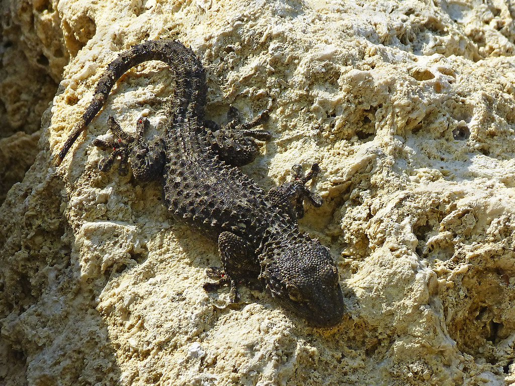 Alligator Lizard - HD Wallpaper 