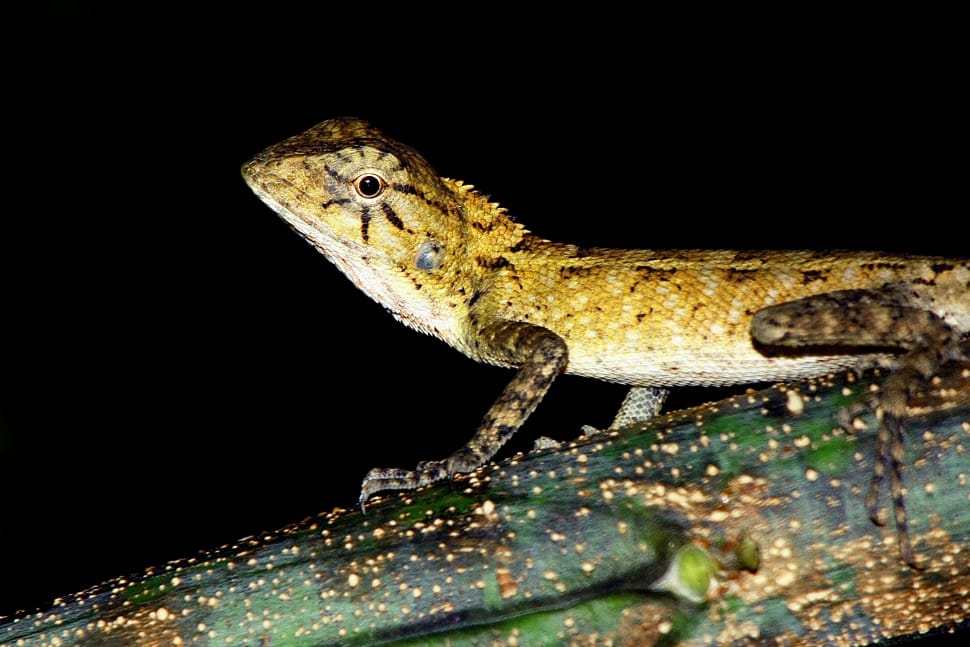 Yellow Leopard Gecko Preview - Iguana Kecil Coklat - HD Wallpaper 