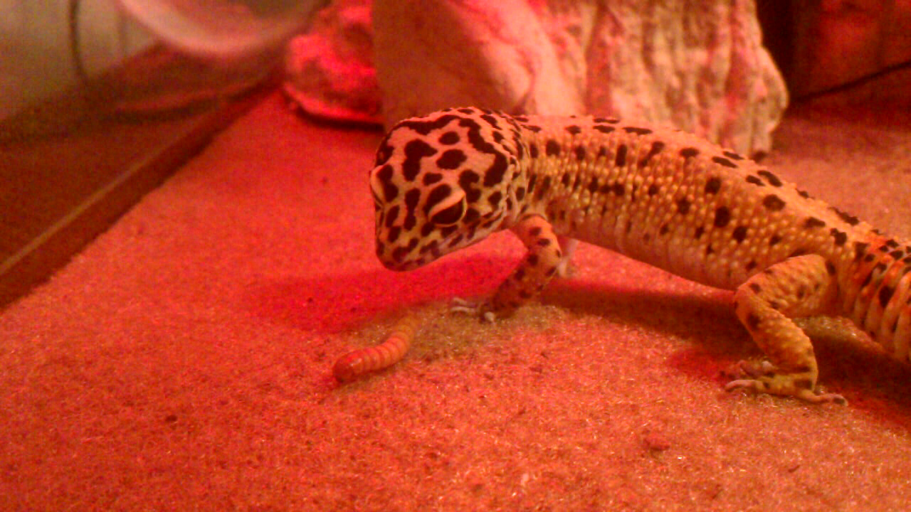 My Leopard Gecko - HD Wallpaper 