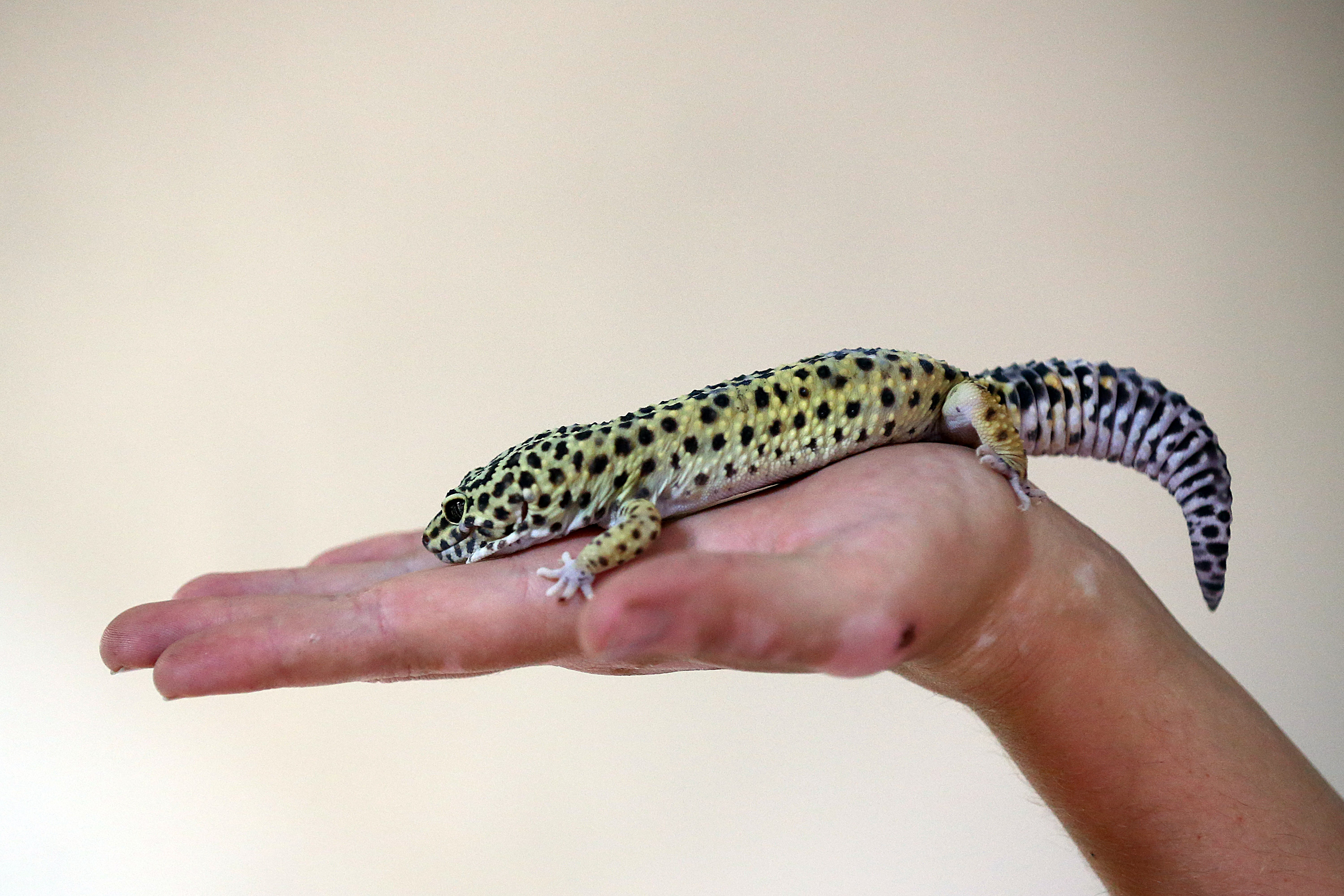 Nice Images Collection - Big To Leopard Geckos Get - HD Wallpaper 