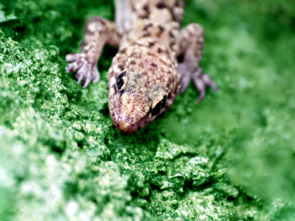 Wall Lizard - 1024x768 Wallpaper - teahub.io