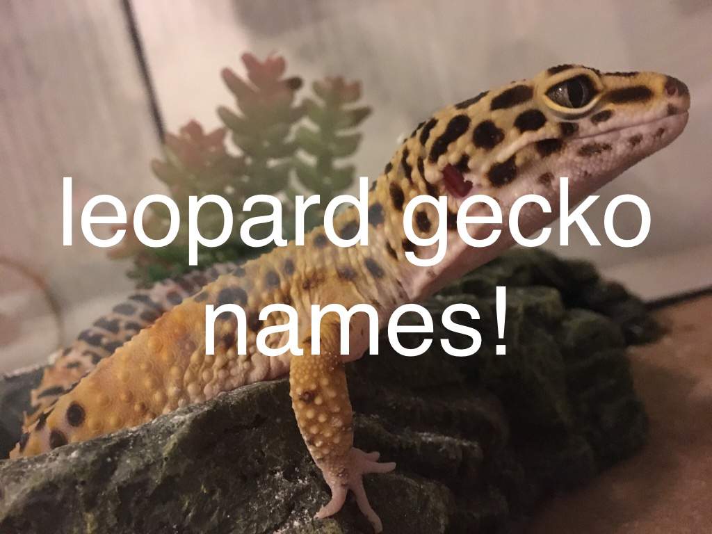 Smile Cute Leopard Gecko - HD Wallpaper 