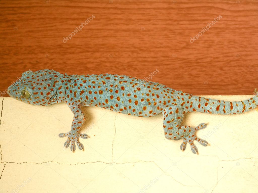 House Gecko - HD Wallpaper 