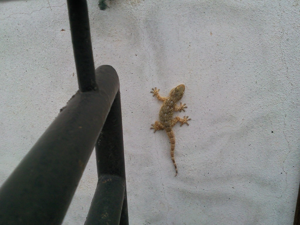 Wall Lizard - 1024x768 Wallpaper - teahub.io