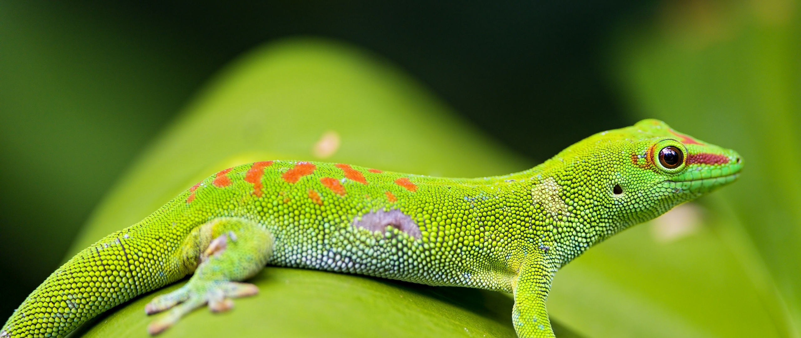 Wallpaper Lizard, Gecko, Leaf, Macro - If You Pull A Lizard's Tail Off - HD Wallpaper 