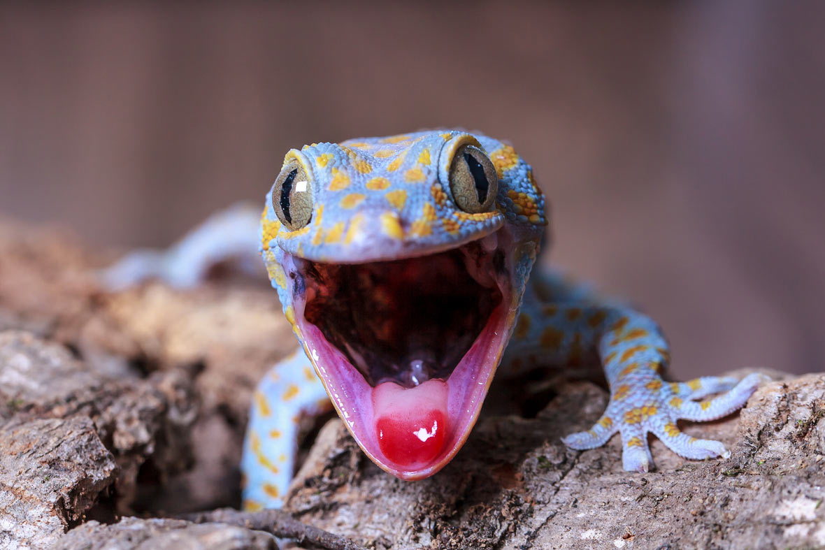 Tokay Gecko 2014 08 - Cold Blooded Lizards - HD Wallpaper 