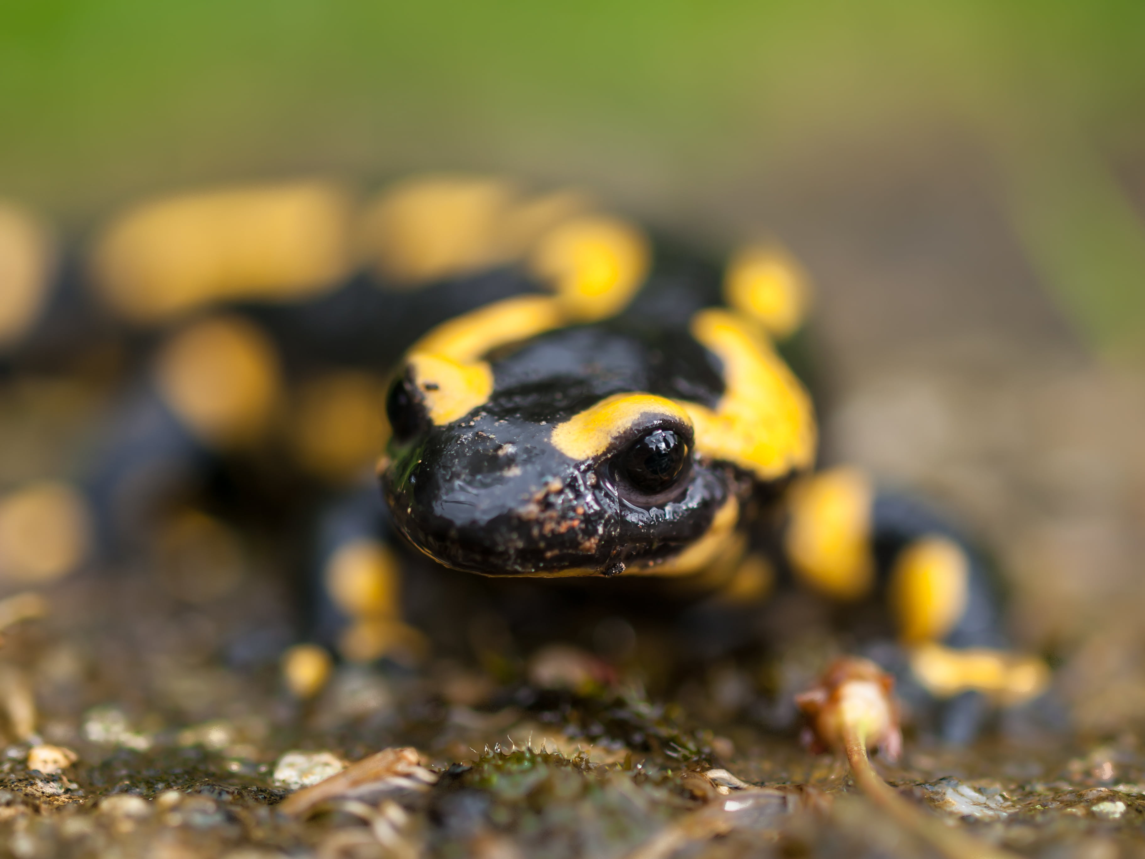Hd Fire Salamander - HD Wallpaper 