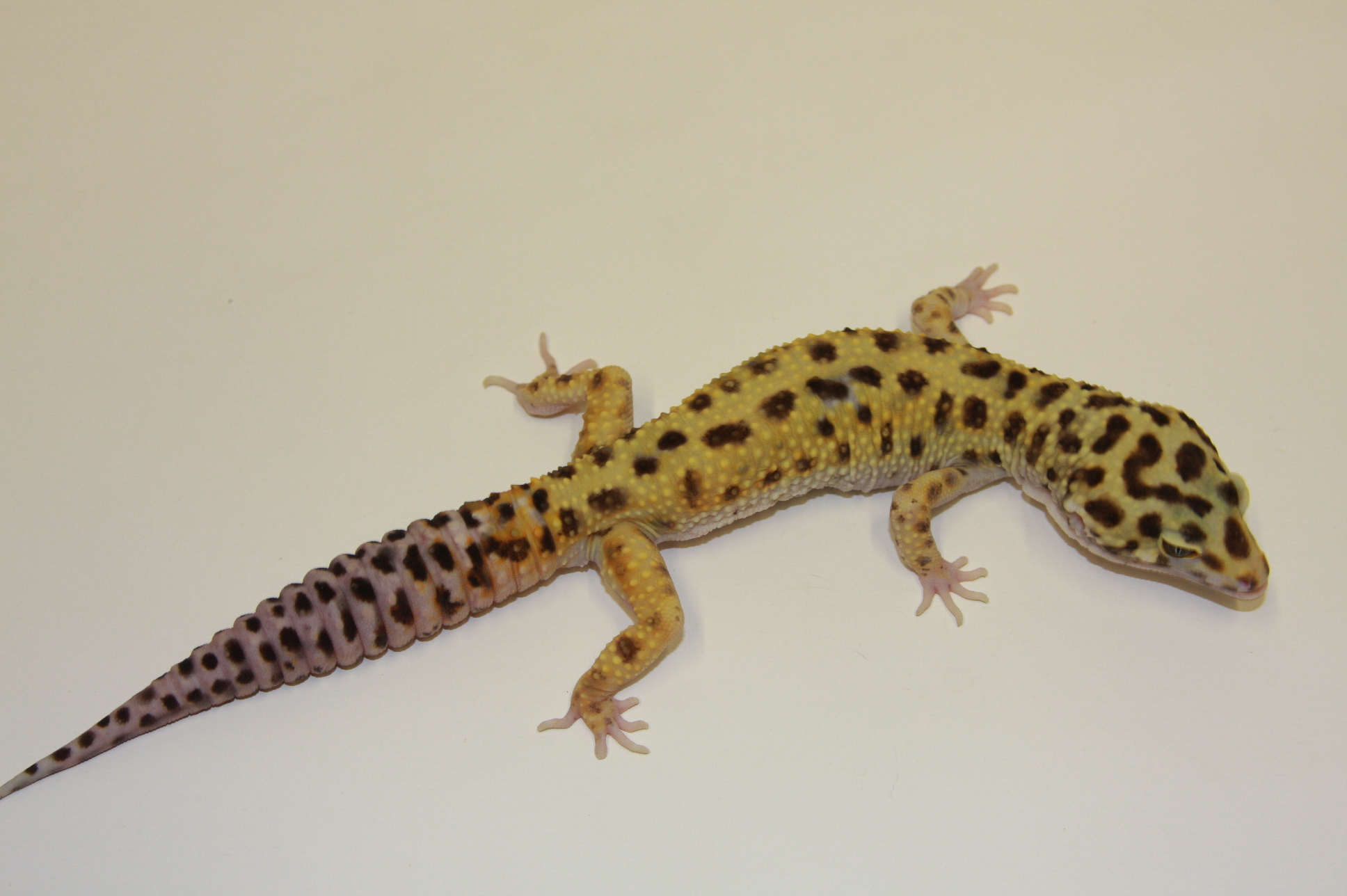 Skinny Leopard Gecko Tail - HD Wallpaper 