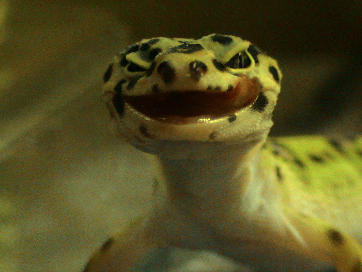 Leopard Gecko S <3 - Leopard Gecko - HD Wallpaper 