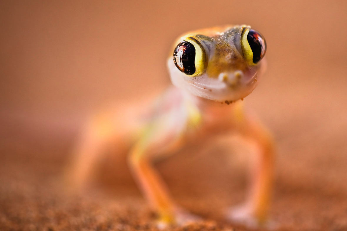 Palmatogecko Rangei Namib Gecko 2014 08 - Beautiful Gecko - HD Wallpaper 