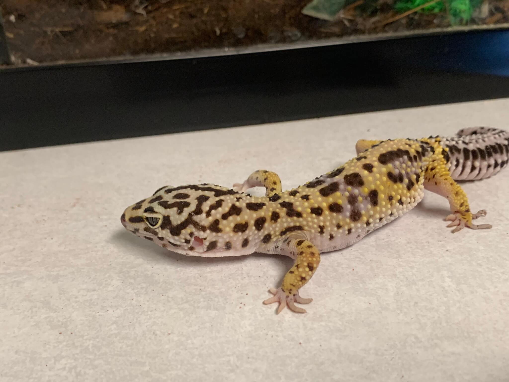 Normal Leopard Gecko - Banded Geckos - HD Wallpaper 