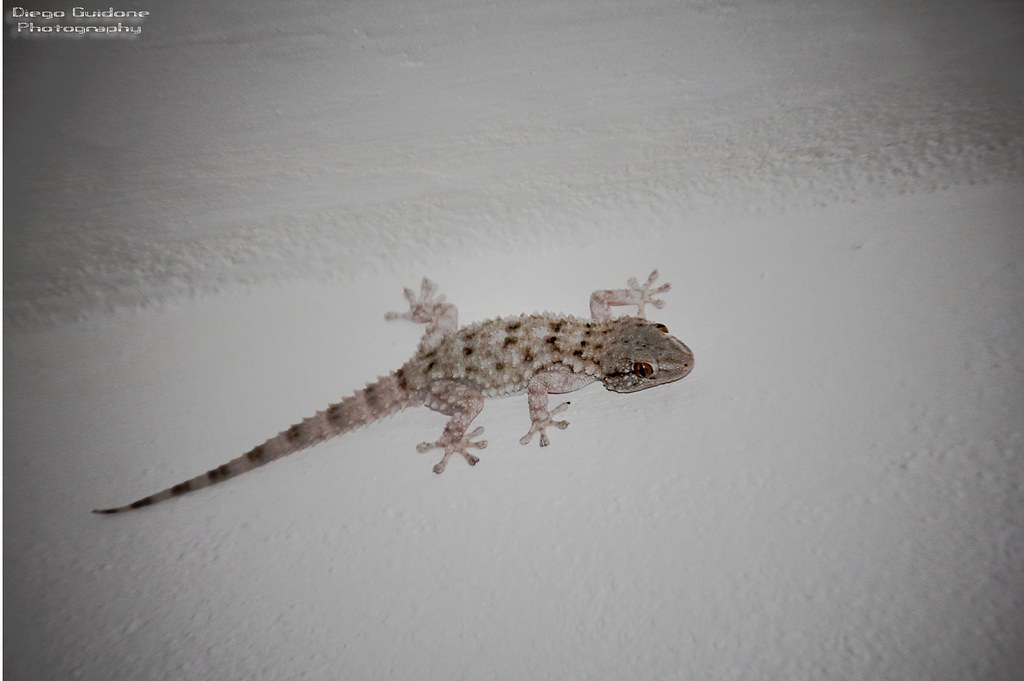 Turkish Gecko - HD Wallpaper 