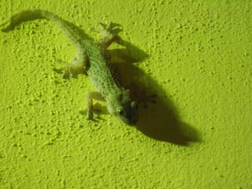 House Gecko - HD Wallpaper 